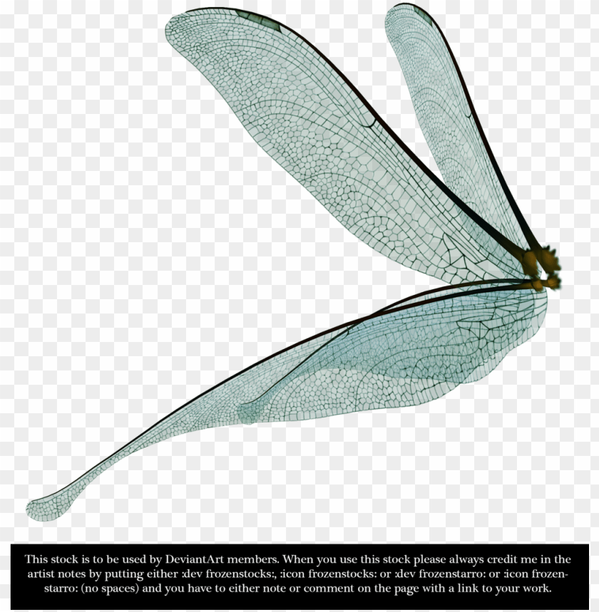 dragonfly fairy wings render by frozenstocks - dragonfly wings side view  PNG image with transparent background | TOPpng