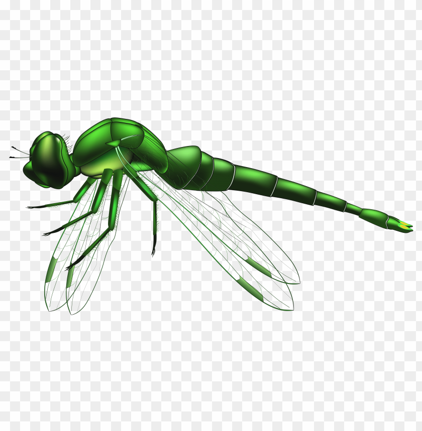 dragonfly, green