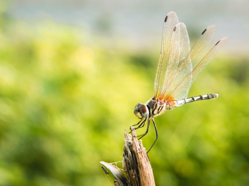 dragonfly, insect, macro, closeup