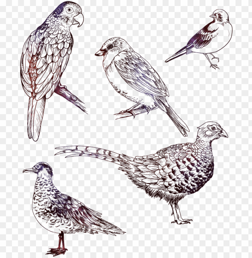 birds flying, angry birds, flock of birds, behance logo, camera drawing, skull drawing