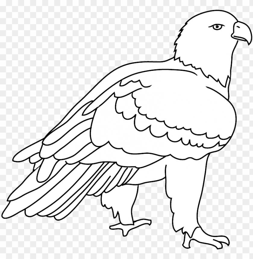 eagles helmet, birds flying, philadelphia eagles logo, angry birds, flock of birds, philadelphia eagles