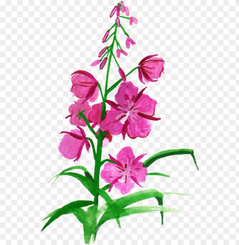 flower drawing, pink flower, sakura flower, flower plants, cherry blossom flower, flower design