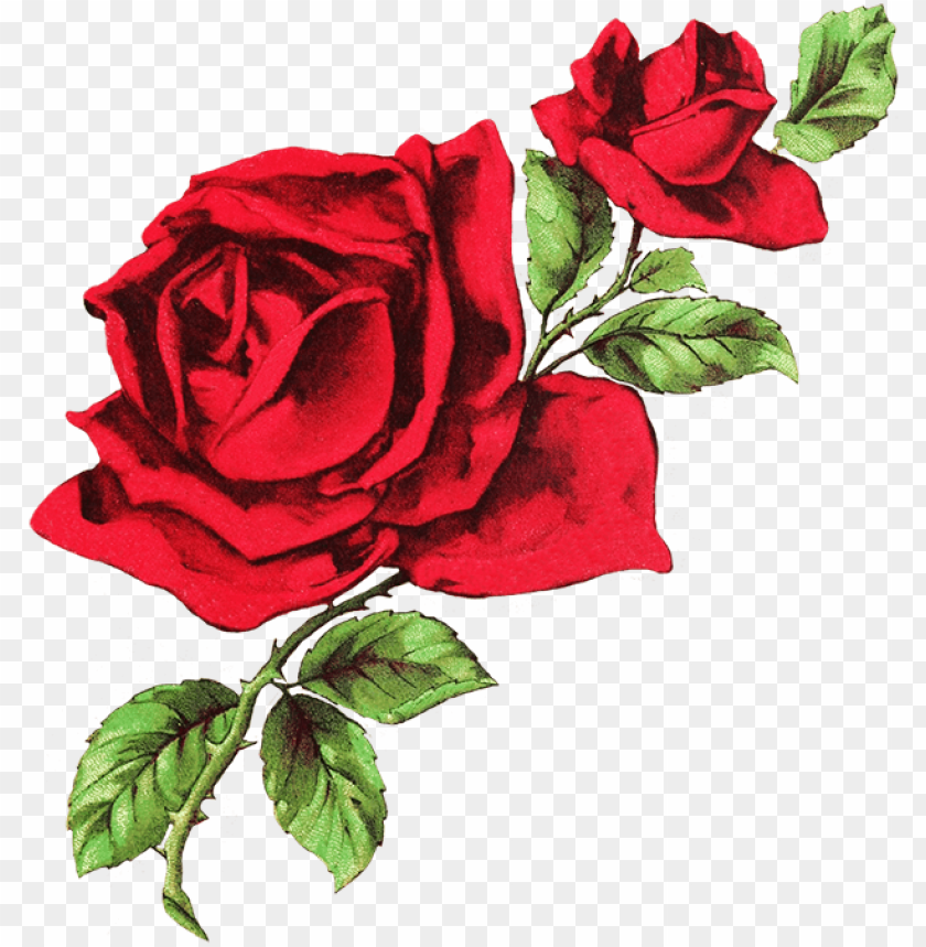 drawing of two red roses - white and red aesthetic header PNG image with  transparent background | TOPpng