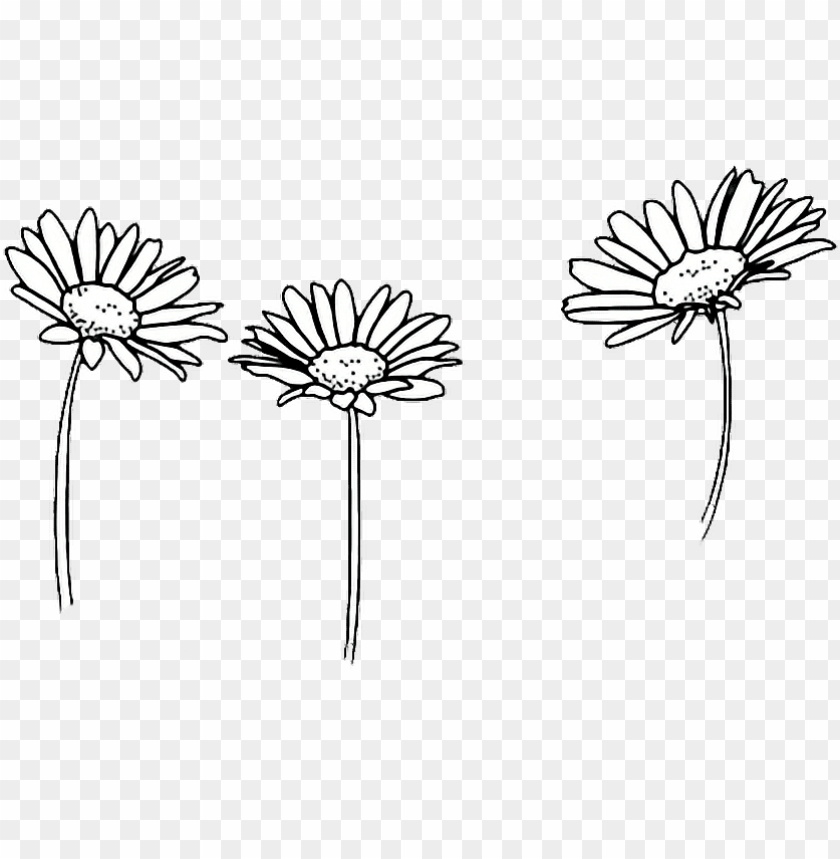 Drawing Outline Sunflowers Flower Tumblr Transparent Flowers