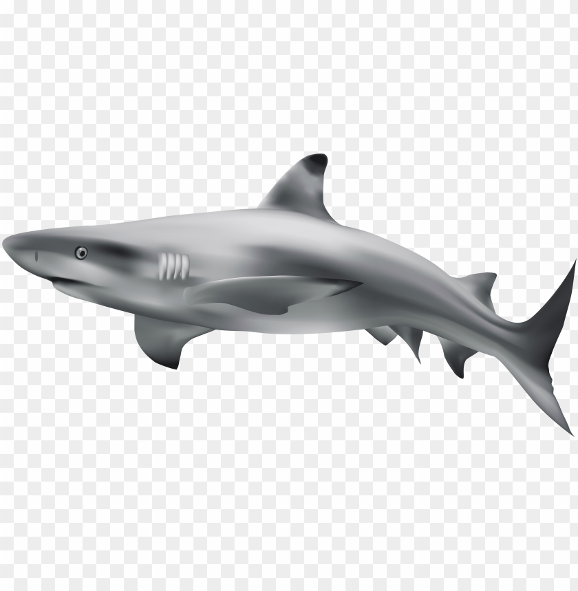 Shark Tank Brasil - Shark Tank Logo PNG Transparent With Clear