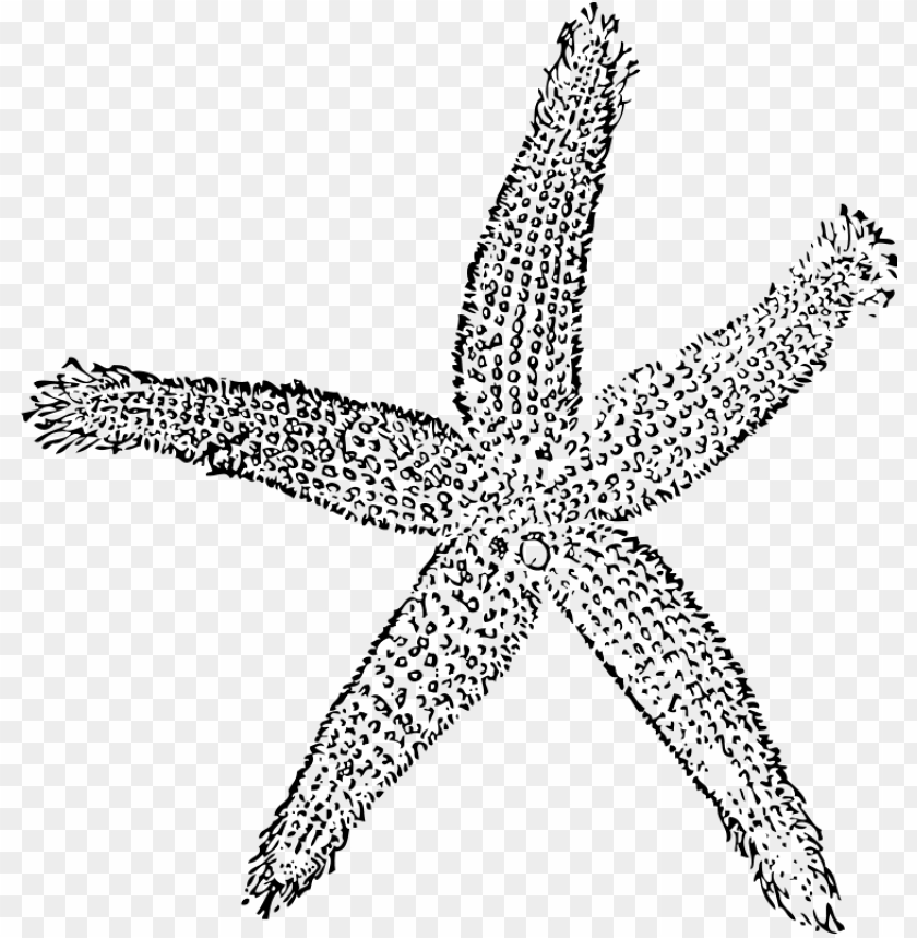 Drawing Starfish Colour Fish Clip Art PNG Image With Transparent Background