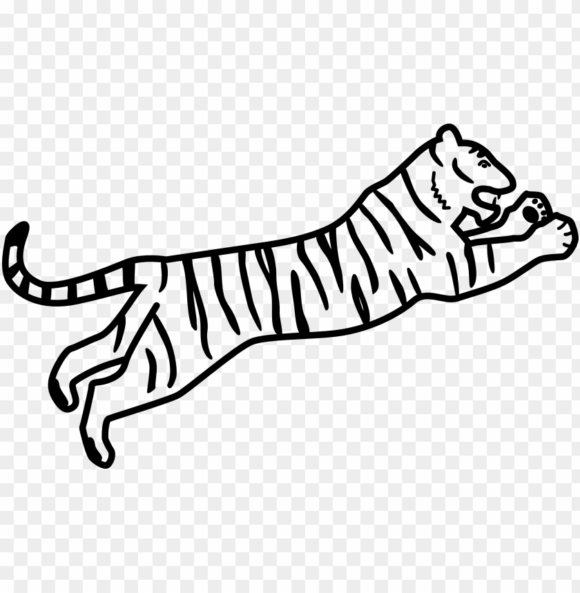 drawing white tiger siberian tiger bengal tiger coloring bengal tiger easy drawi PNG transparent with Clear Background ID 204508