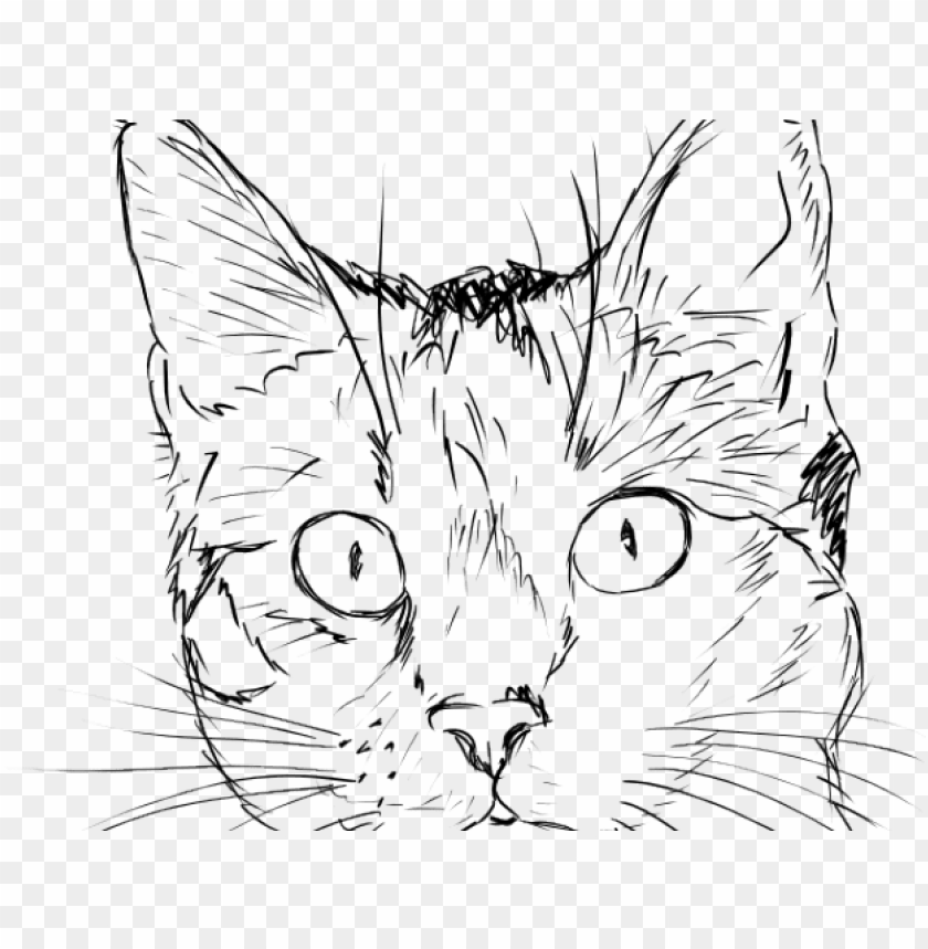 Cat sketch. This is the cat sketch in outline. | CanStock