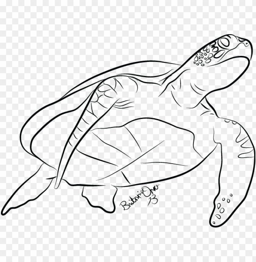 Drawn Sea Turtle Line Drawing - Sea Turtle Line Art PNG Transparent With Clear Background ID 221961