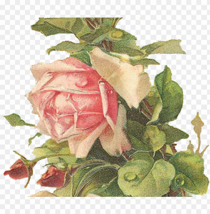 free PNG drawn vintage flower transparent - vintage victorian rose postcards PNG image with transparent background PNG images transparent