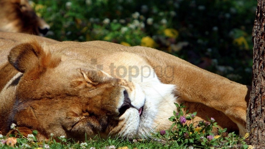 dream grass lie lioness wallpaper background best stock photos - Image ID 160237