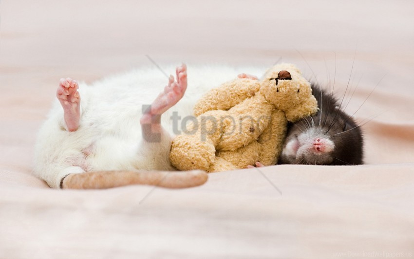 Dream Rat Rodent Toy Wallpaper Background Best Stock Photos