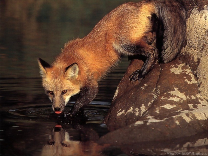 drinking, fox, stone, water wallpaper background best stock photos | TOPpng