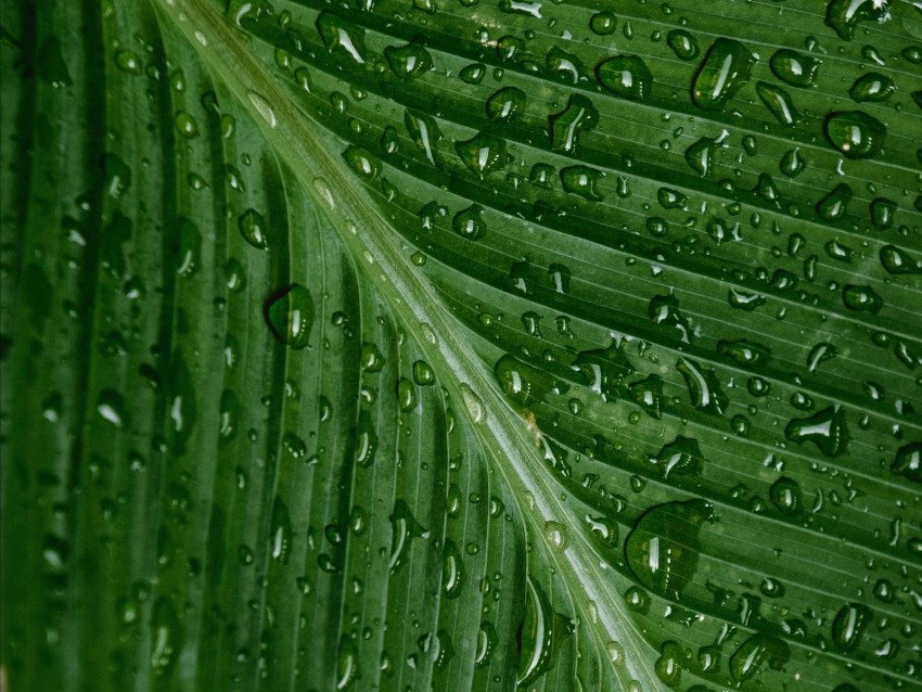 drops, moisture, leaf, plant, green