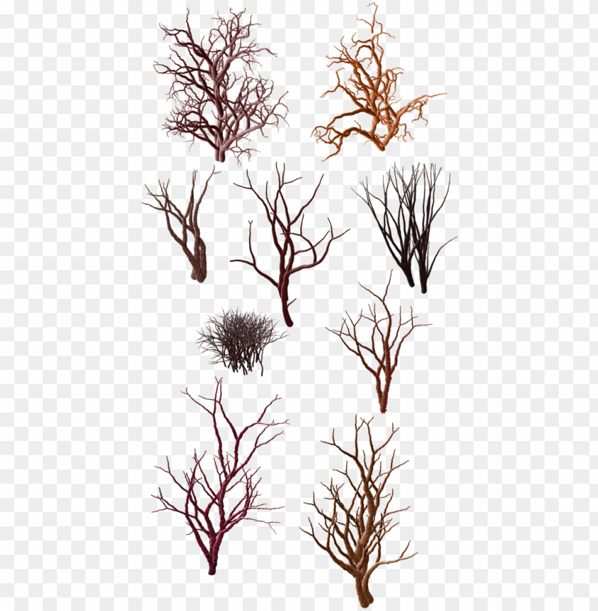 Dry Grass Clipart Desert Shrub Png Tree In Desert Png Image With