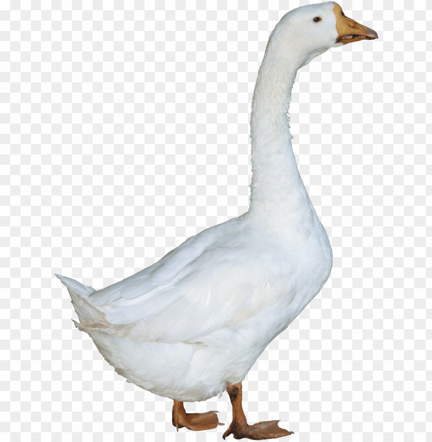 duck png images background - Image ID 1861
