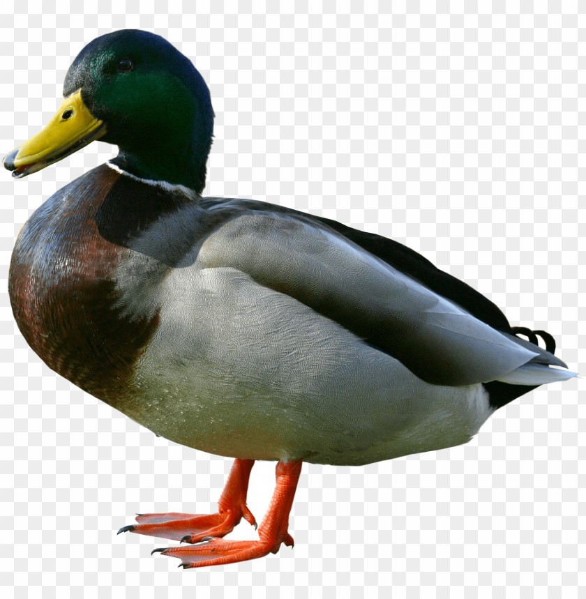 duck png,duck,duck transparent background,duck file png,duck 

clipart,duck png images,duck png clipart
