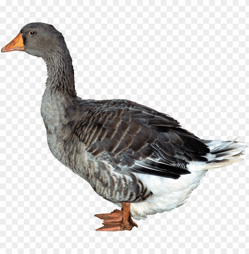 duck png,duck,duck transparent background,duck file png,duck 

clipart,duck png images,duck png clipart
