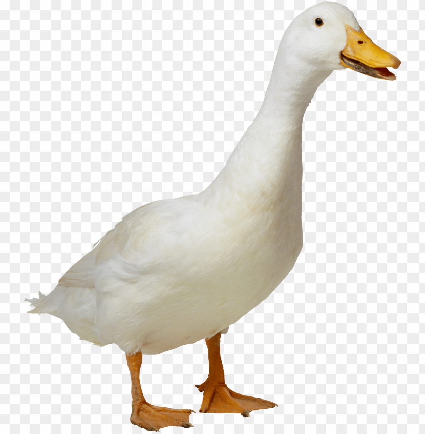 A white duck standing with a cheerful expressio PNG