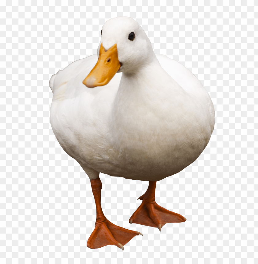 duck, bird