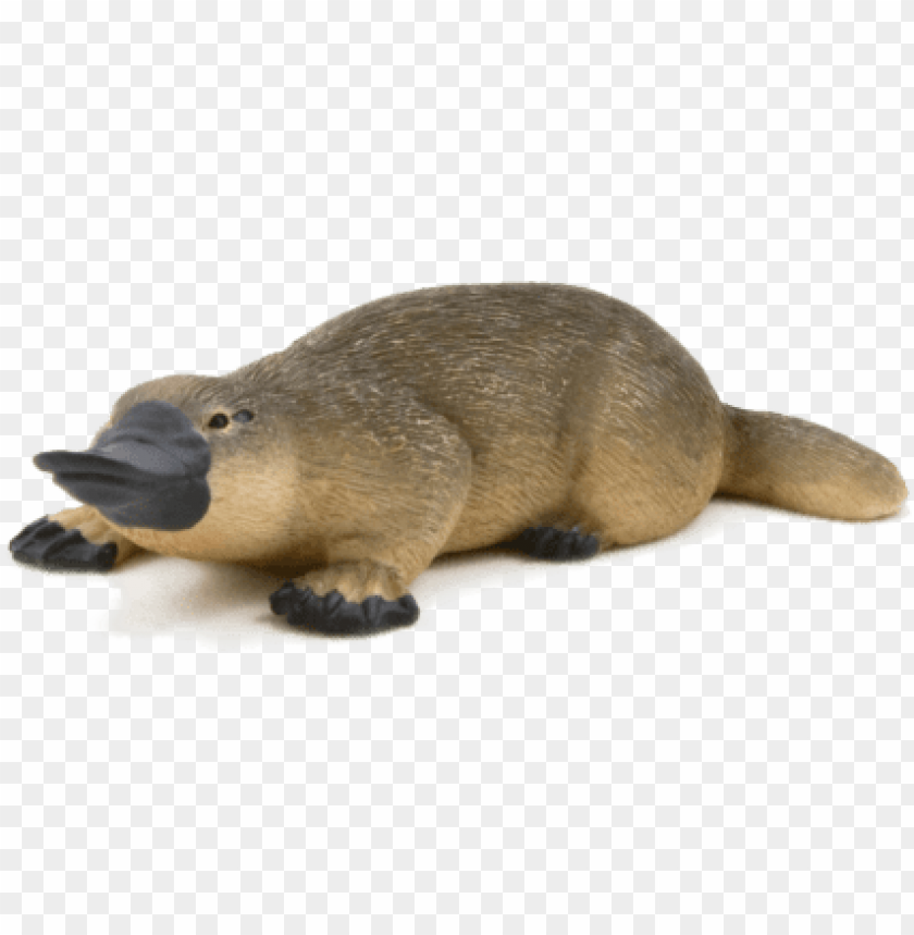 duck billed platypus - animal planet - duck billed platypus PNG image with transparent background@toppng.com