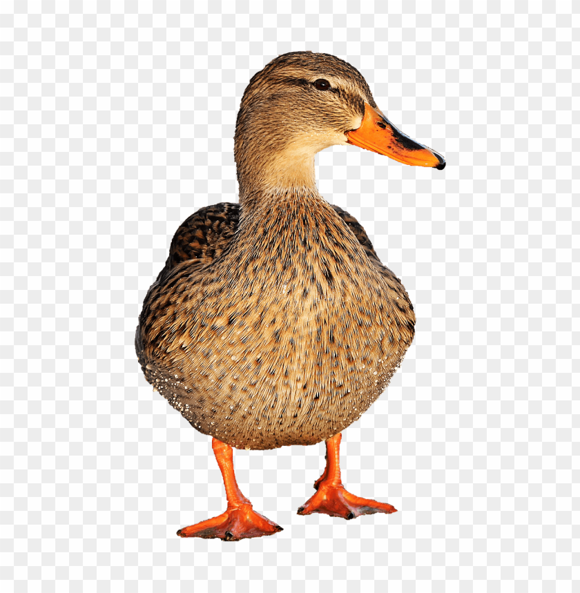 animals, ducks, duck female, 