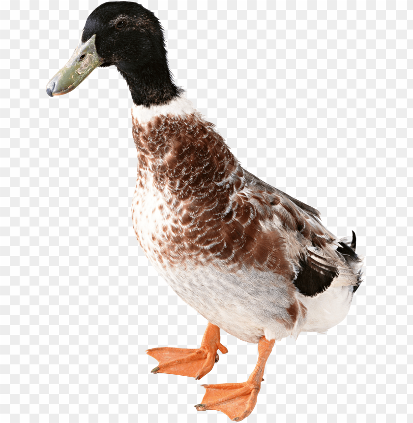 Download duck from front png images background@toppng.com
