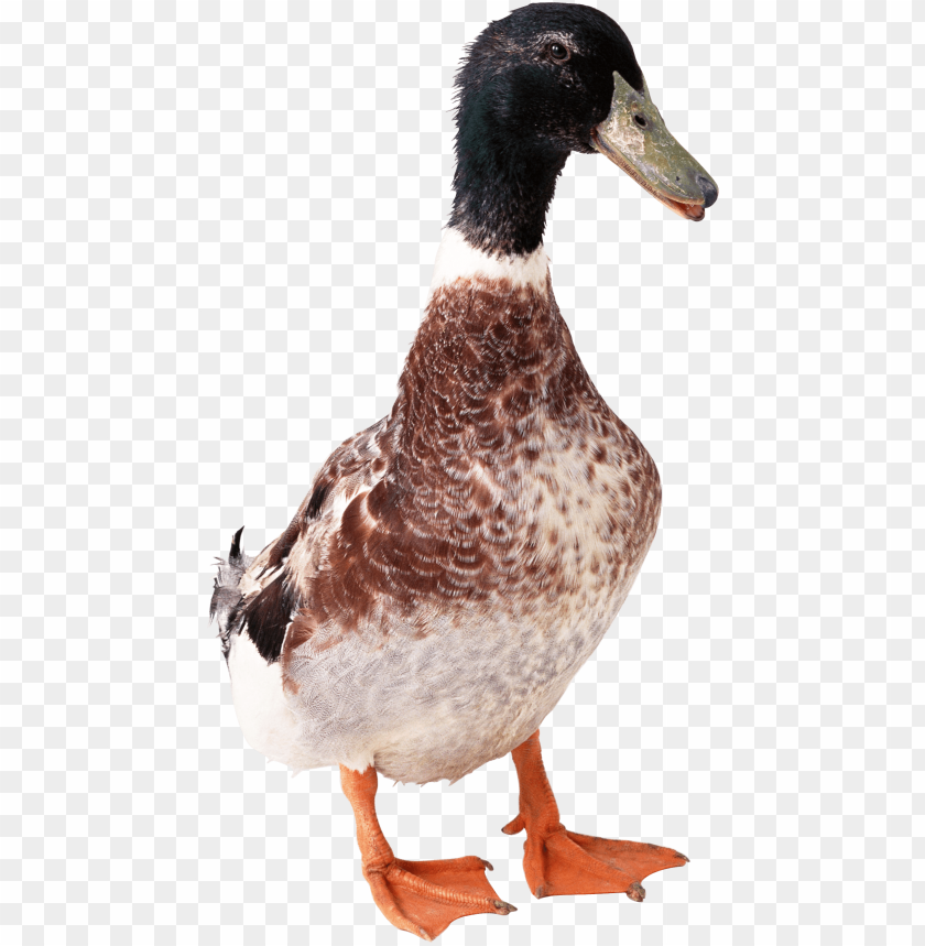 duck from front png images background - Image ID 9669