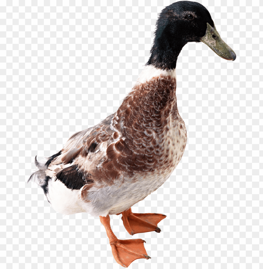 
duck
, 
standing
, 
water
, 
bird
, 
cute
, 
goose
, 
walking
