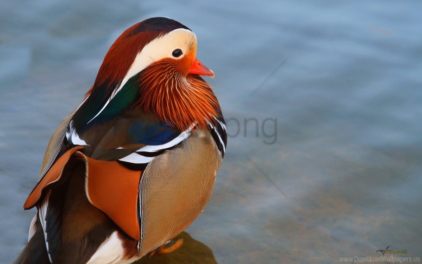 duck, large, mandarin duck, water wallpaper background best stock photos@toppng.com