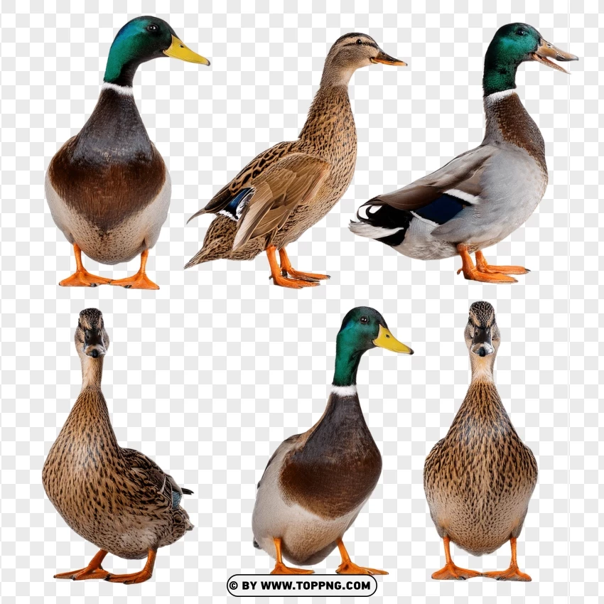 Group Of Ducks In Wildlife Setting PNG Transparent Background