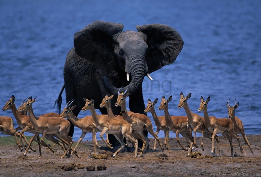 Duiker Elephant Pygmy Antelope Run Wildlife Africa Wallpaper Background Best Stock Photos