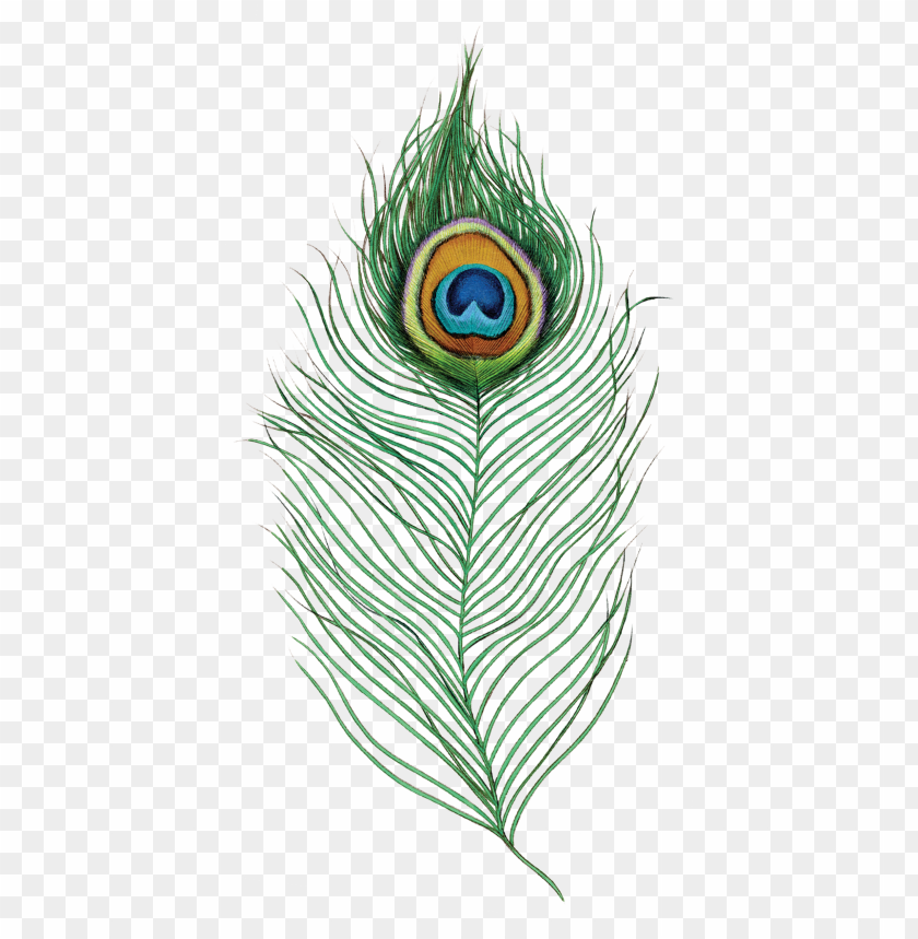 eacock feather PNG image with transparent background | TOPpng