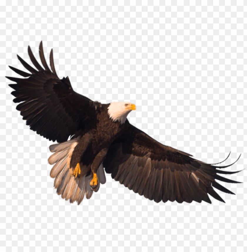 Download Eagle Png Images Background TOPpng