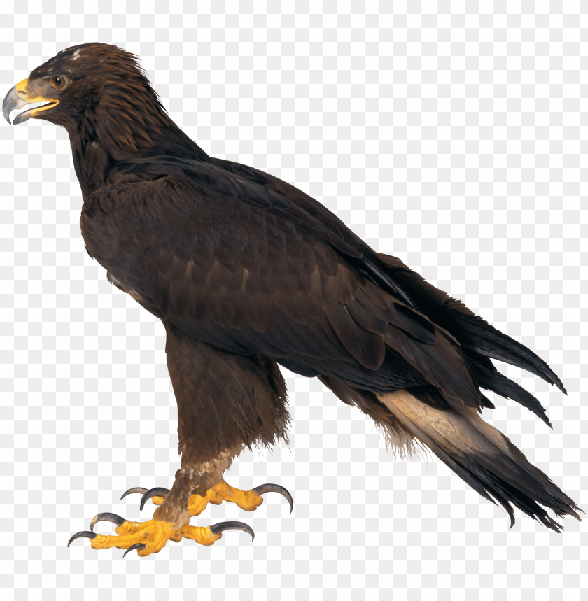eagle png,eagle,duck transparent background,eagle file png,eagle 

clipart,eagle png images,eagle png clipart