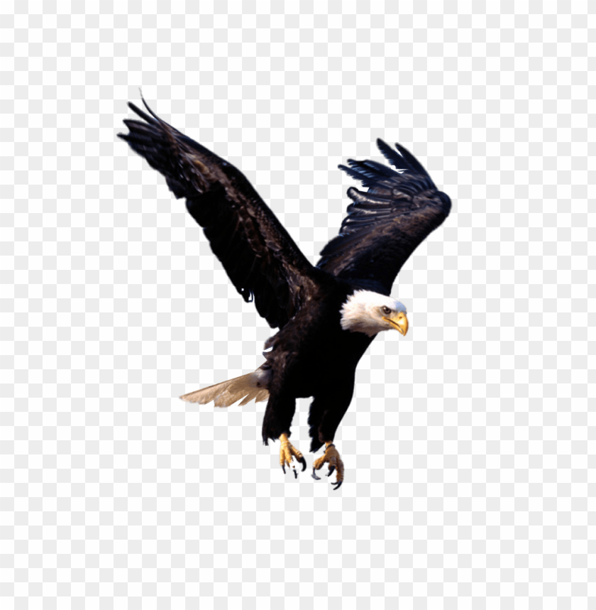 eagle png,eagle,duck transparent background,eagle file png,eagle 

clipart,eagle png images,eagle png clipart