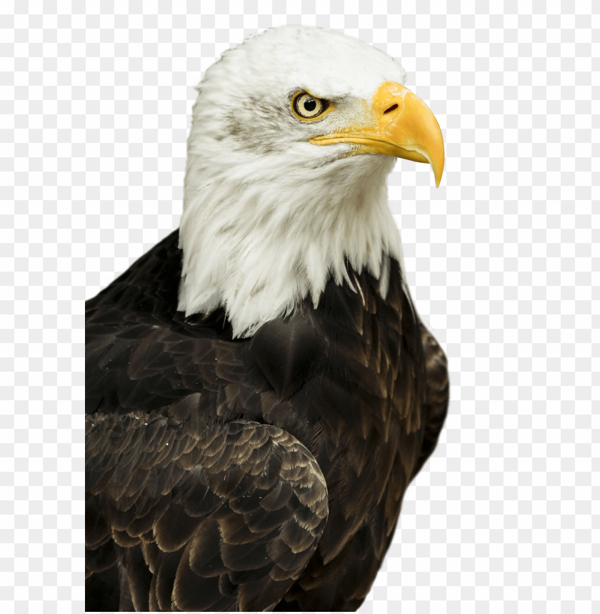 eagle, bird, vulture