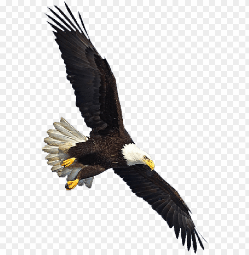 eagle flying PNG image with transparent background | TOPpng