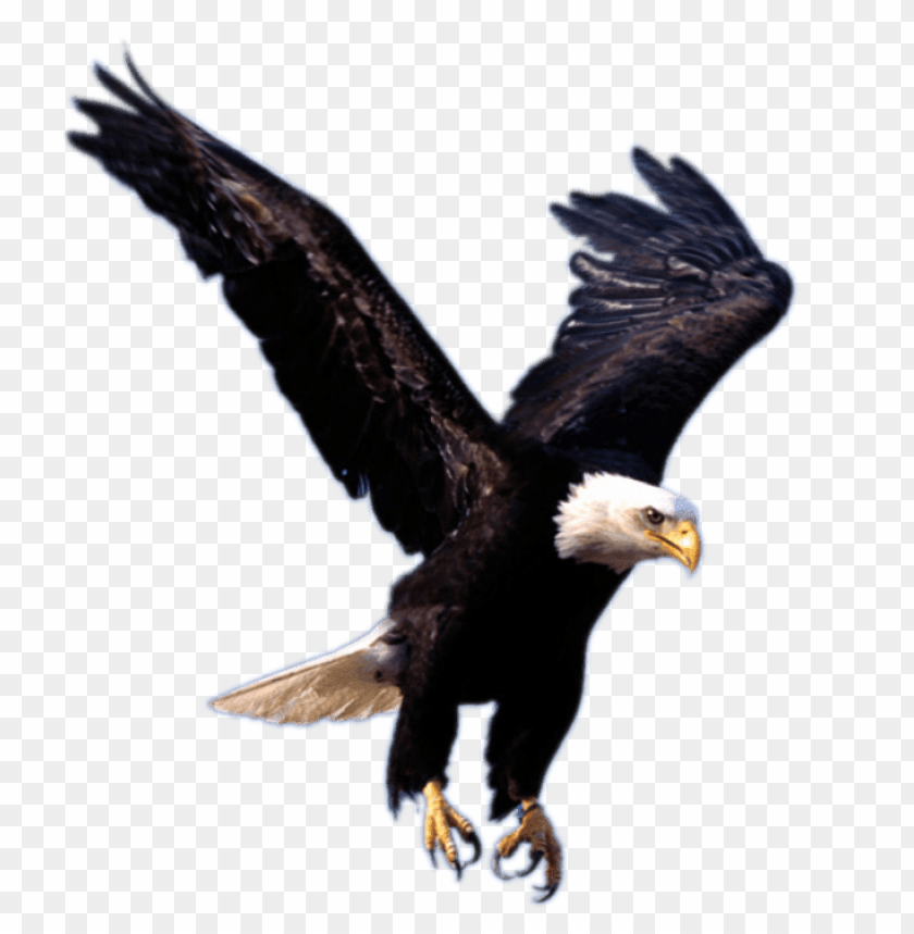 animals, birds, eagles, eagle landing, 