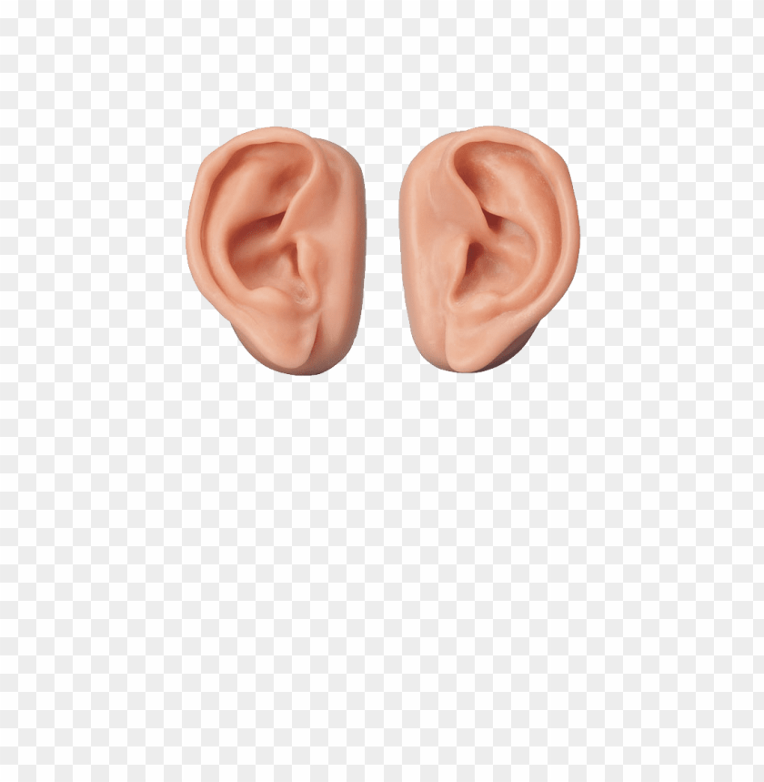 
ear
, 
organ of hearing
, 
mammals
, 
recognize
, 
human ear
