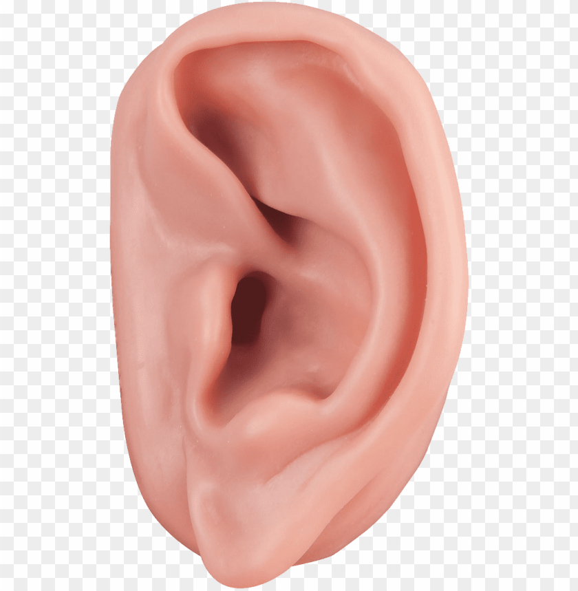 
ear
, 
organ of hearing
, 
mammals
, 
recognize
, 
human ear
