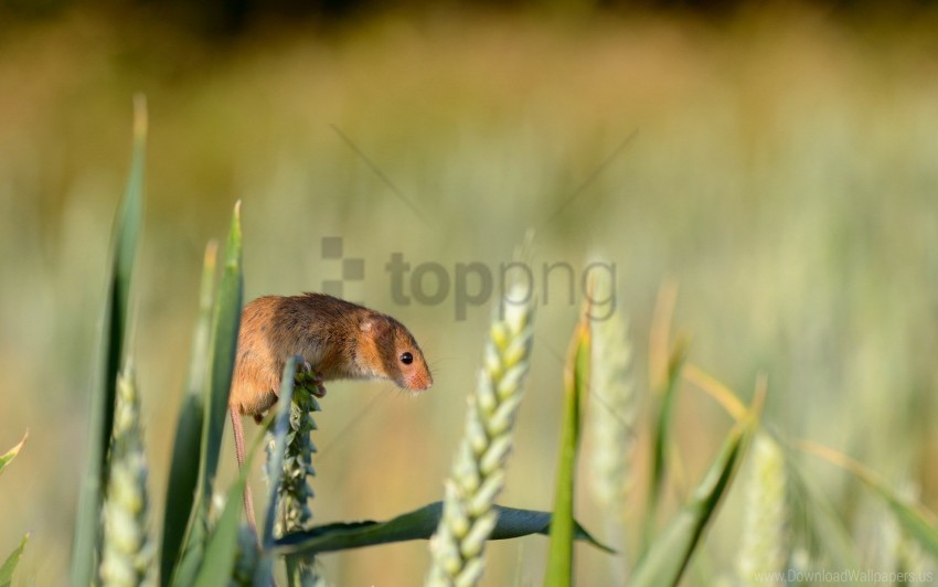Ear Field Mouse Grass Rodent Wallpaper Background Best Stock Photos