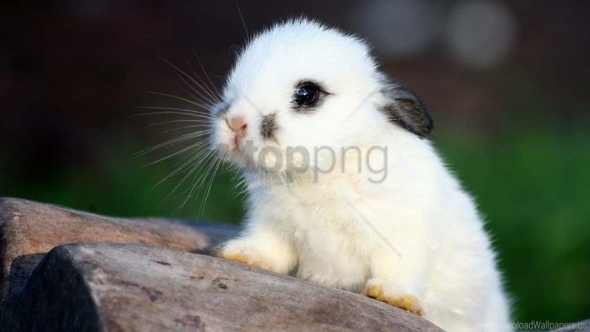 Ears, Face, Fear, Rabbit, Spotted Wallpaper Background Best Stock Photos