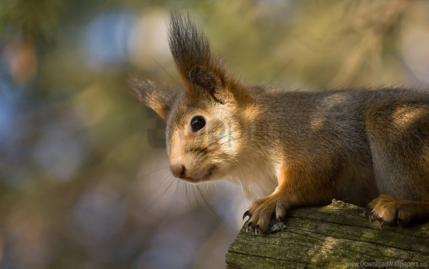 ears, funny, red, squirrel wallpaper background best stock photos | TOPpng