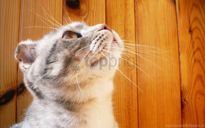 ears kitten muzzle striped wallpaper background best stock photos - Image ID 160273