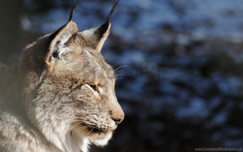 ears lynx muzzle pro tassels wallpaper background best stock photos - Image ID 151519