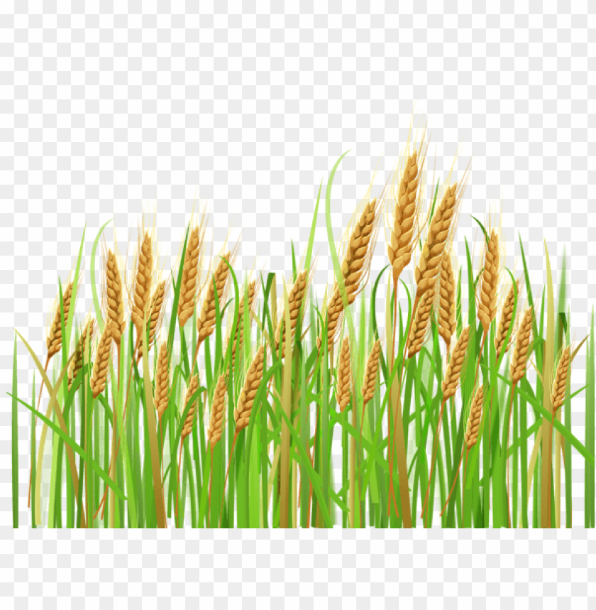 Download ears of wheat png images background | TOPpng