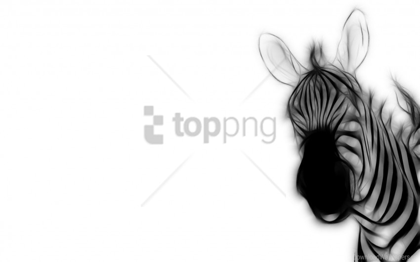 Ears, Strips, Zebra Wallpaper Background Best Stock Photos