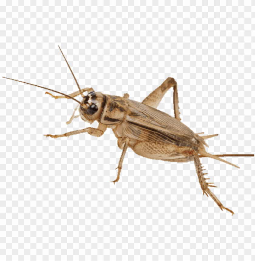 eat crickets - cricket transparent PNG image with transparent background@toppng.com