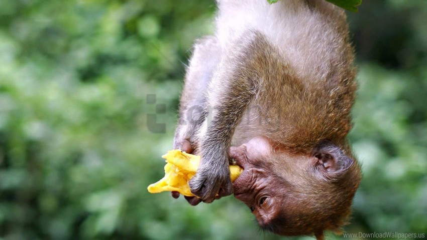 Download eating, hanging, monkey wallpaper png - Free PNG Images | TOPpng